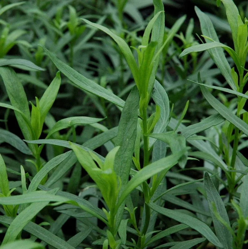 Tarragon