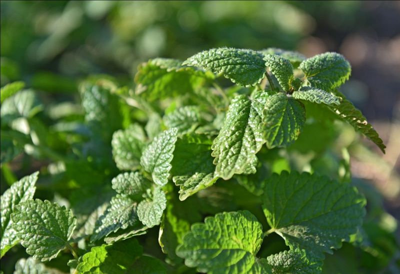 Lemon Balm