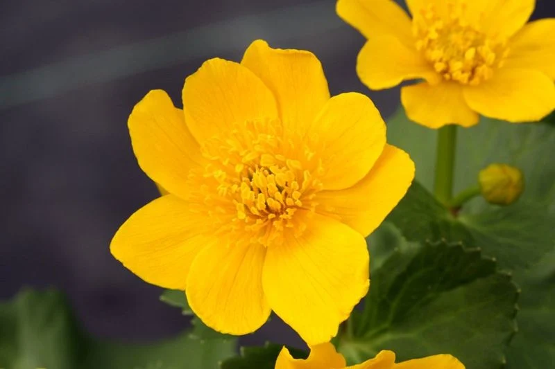 Marsh Marigold