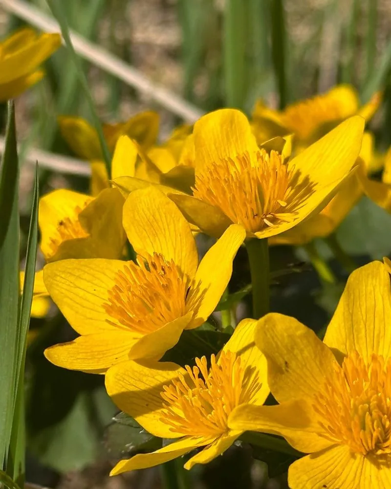 Marsh Marigolds