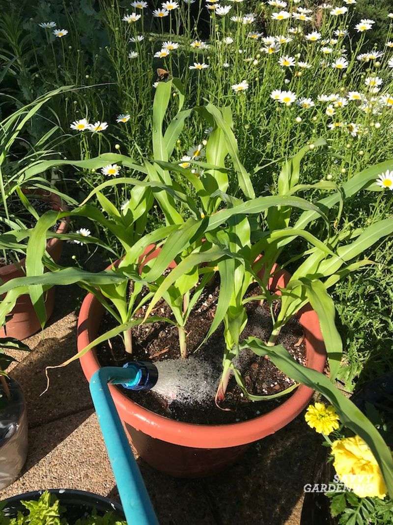 Master the Art of Watering
