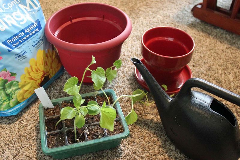 Master the Art of Watering