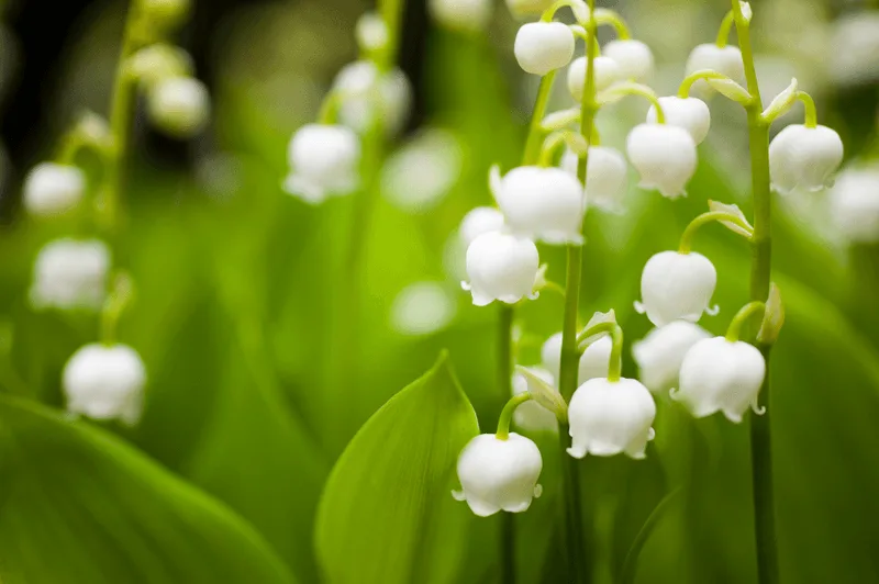 May: Lily of the Valley
