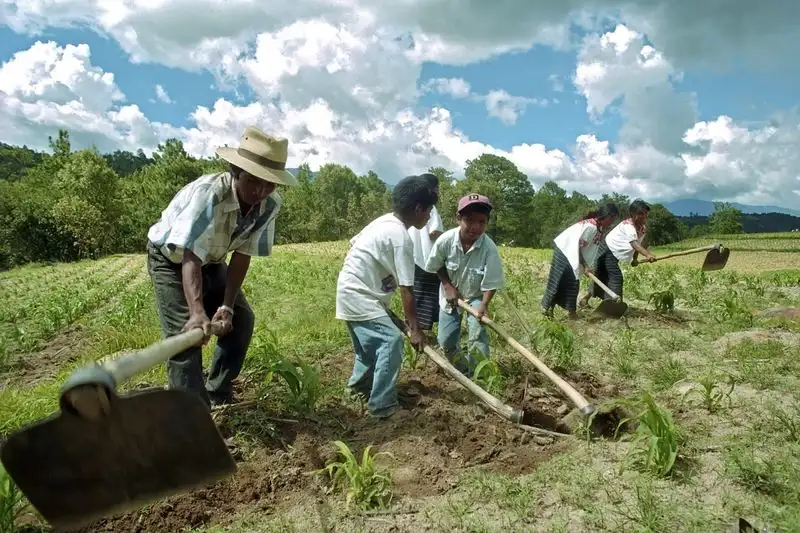 Mayan Milpa Cycle