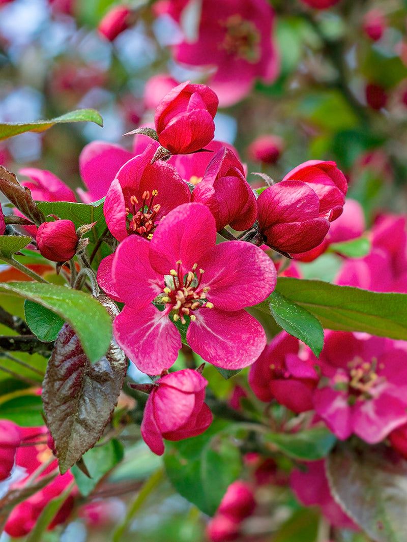 Crabapple