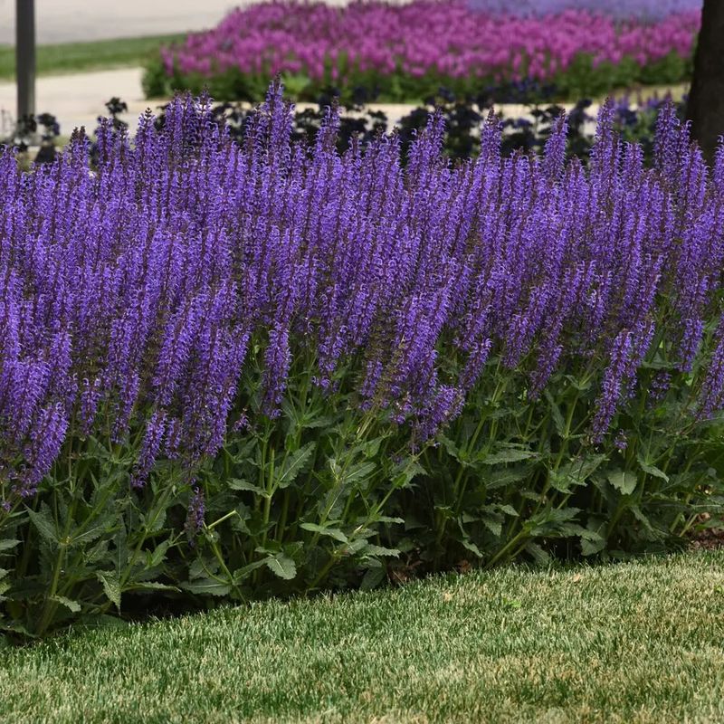 Meadow Sage