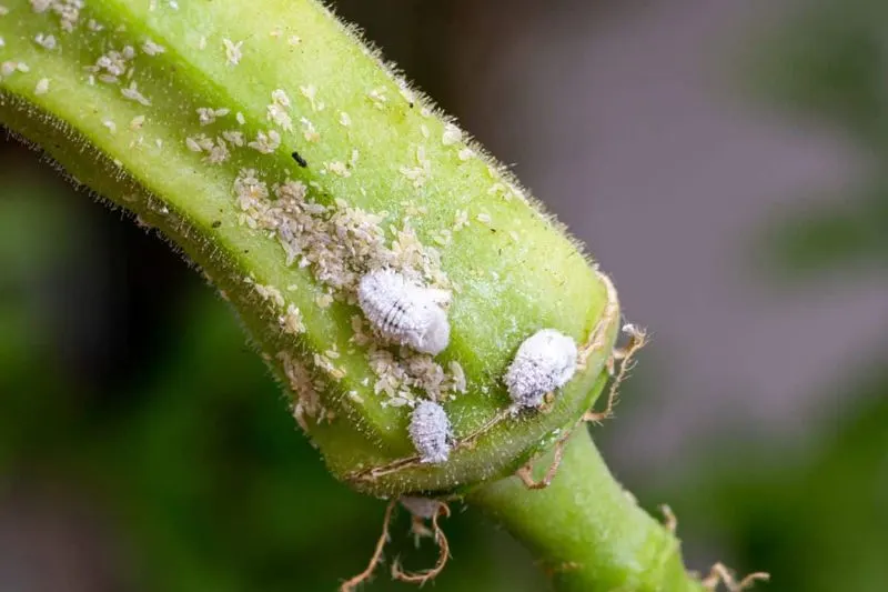 Mealybugs