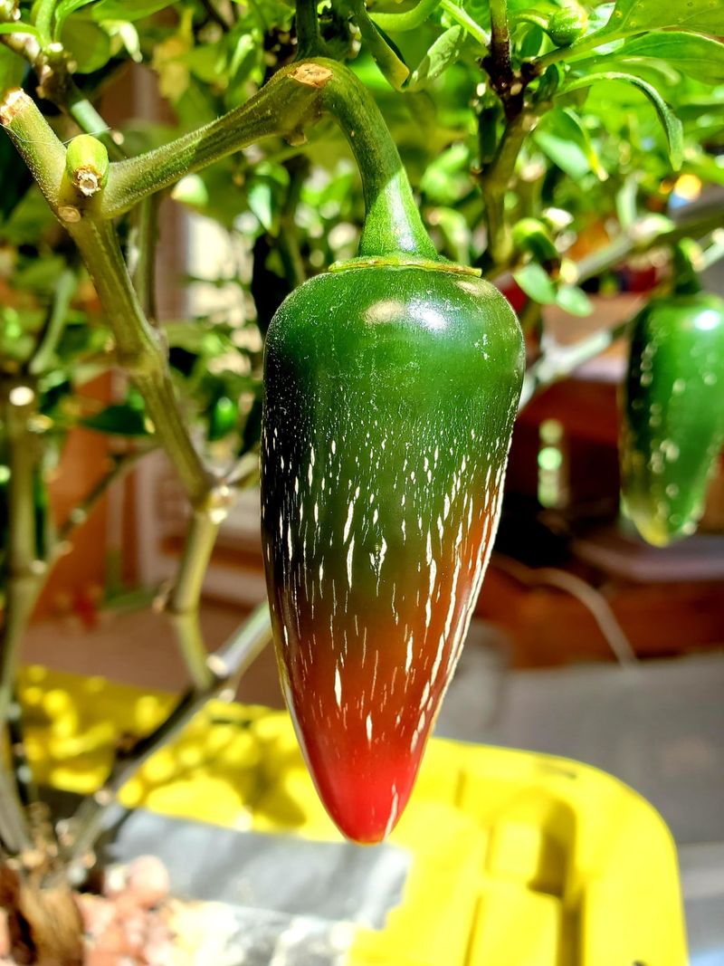 Heat Stress and Capsaicin Intensification