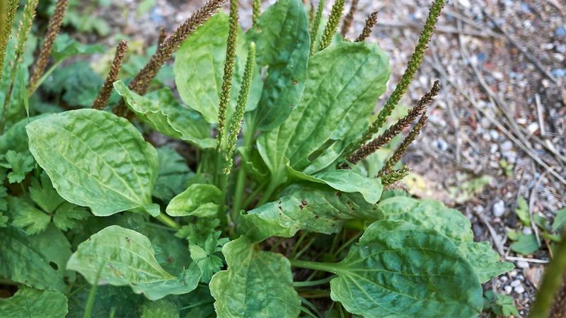 Medicinal Uses