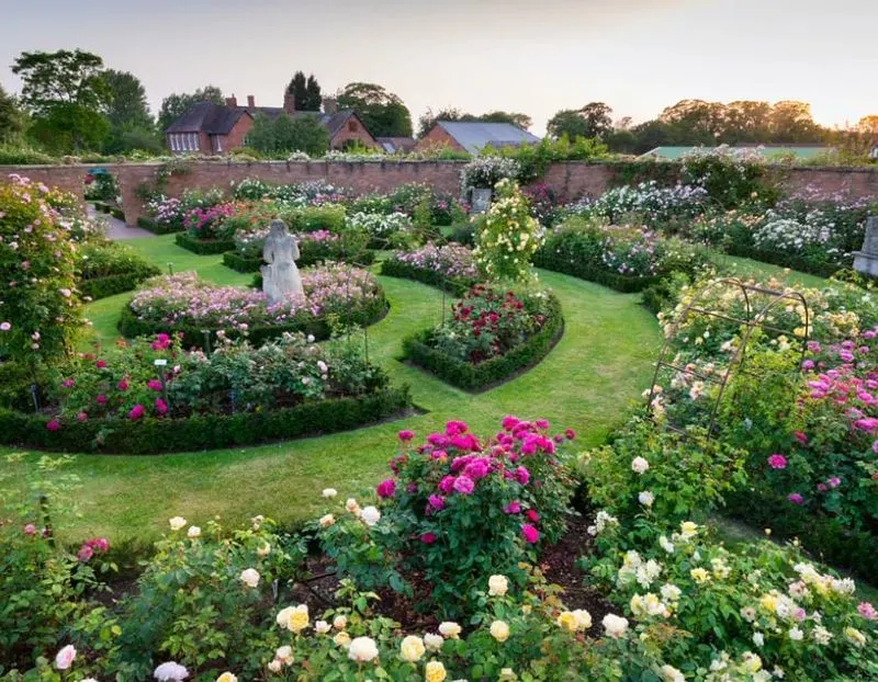 English Rose Garden