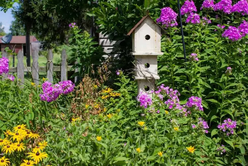 Wildlife-Friendly Garden