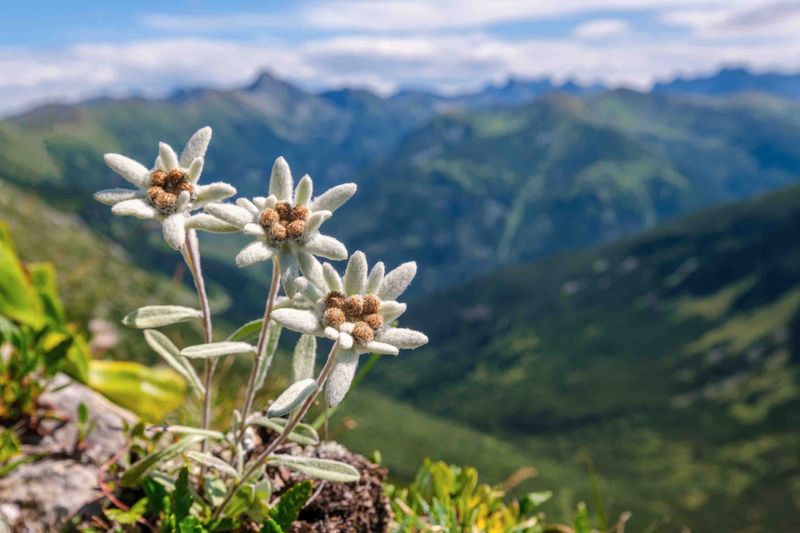 Alpine Gardens