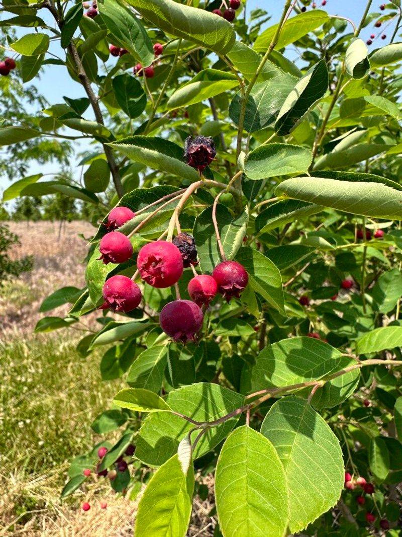 Serviceberry