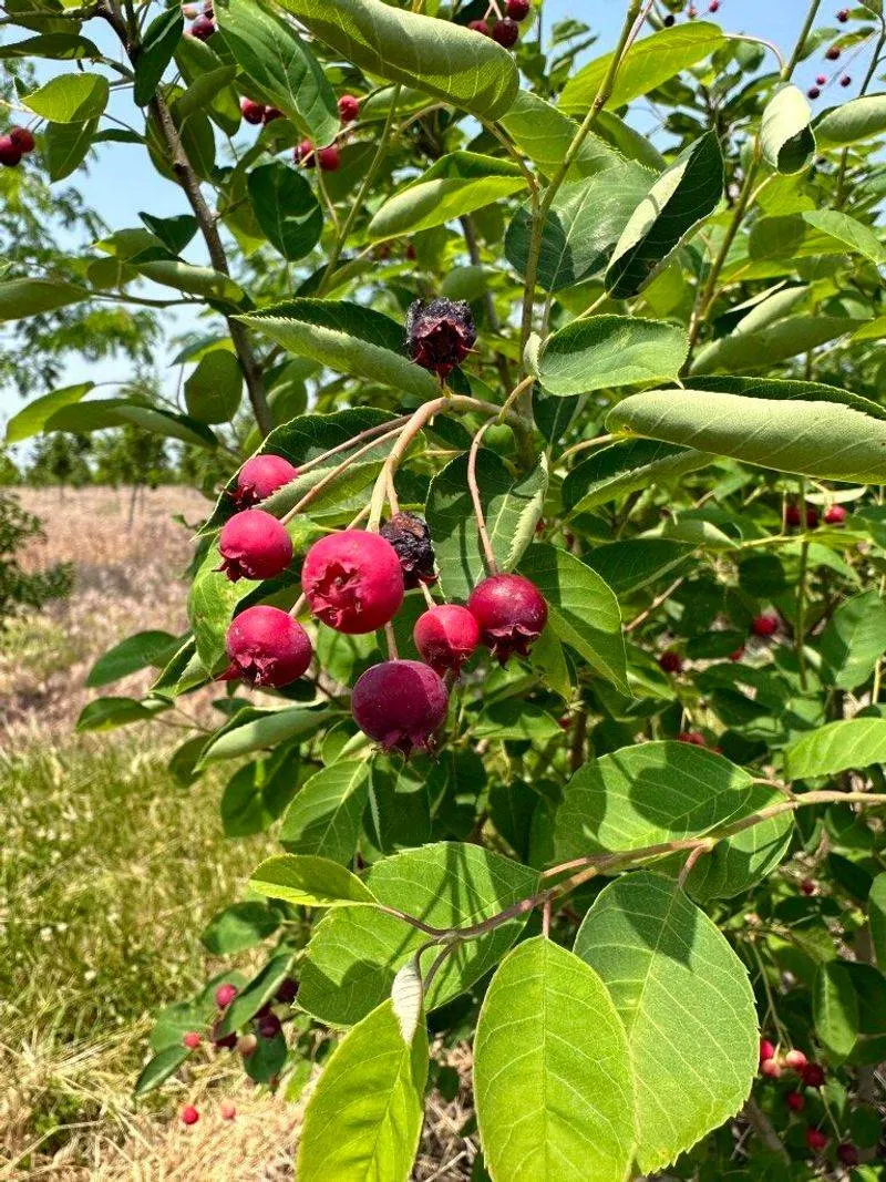 Serviceberry