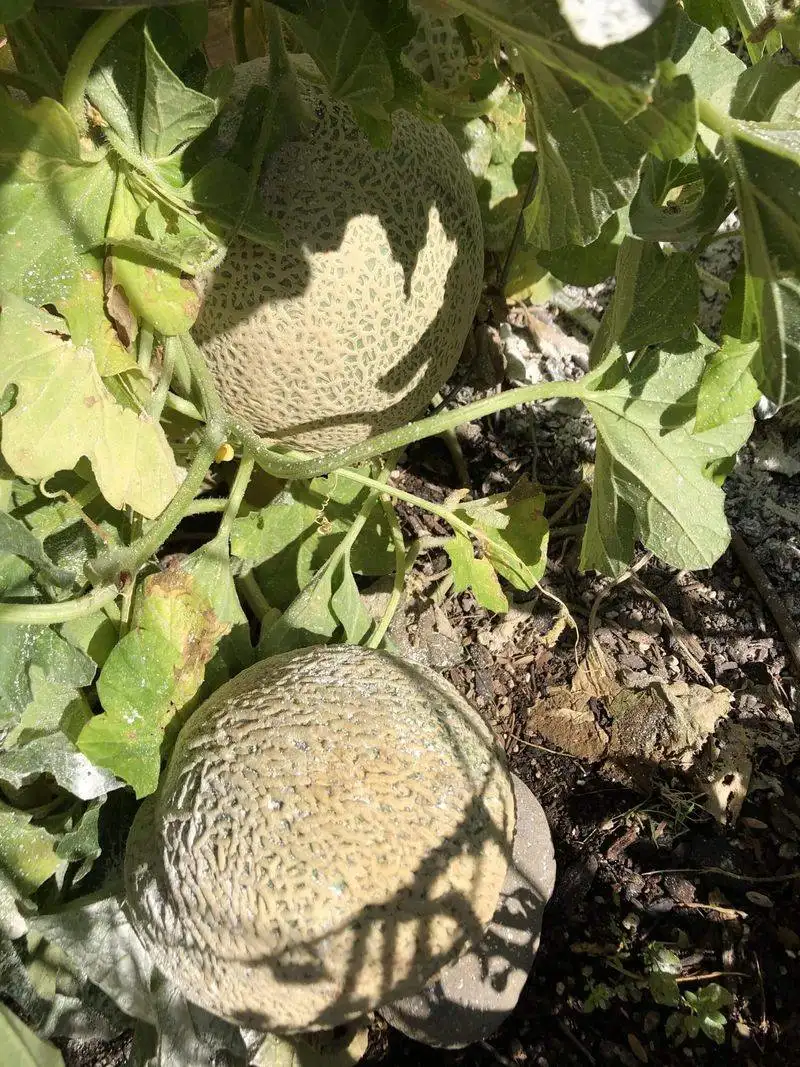 Melon Mysteries