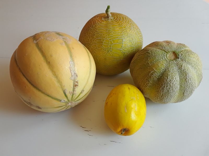 Melons