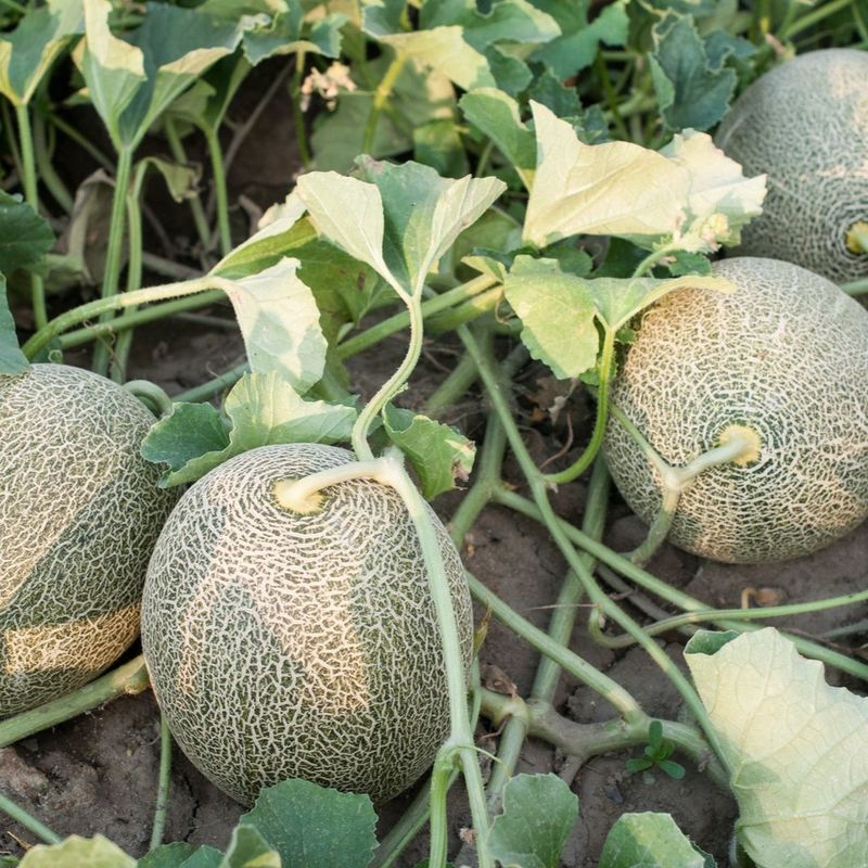 Melons