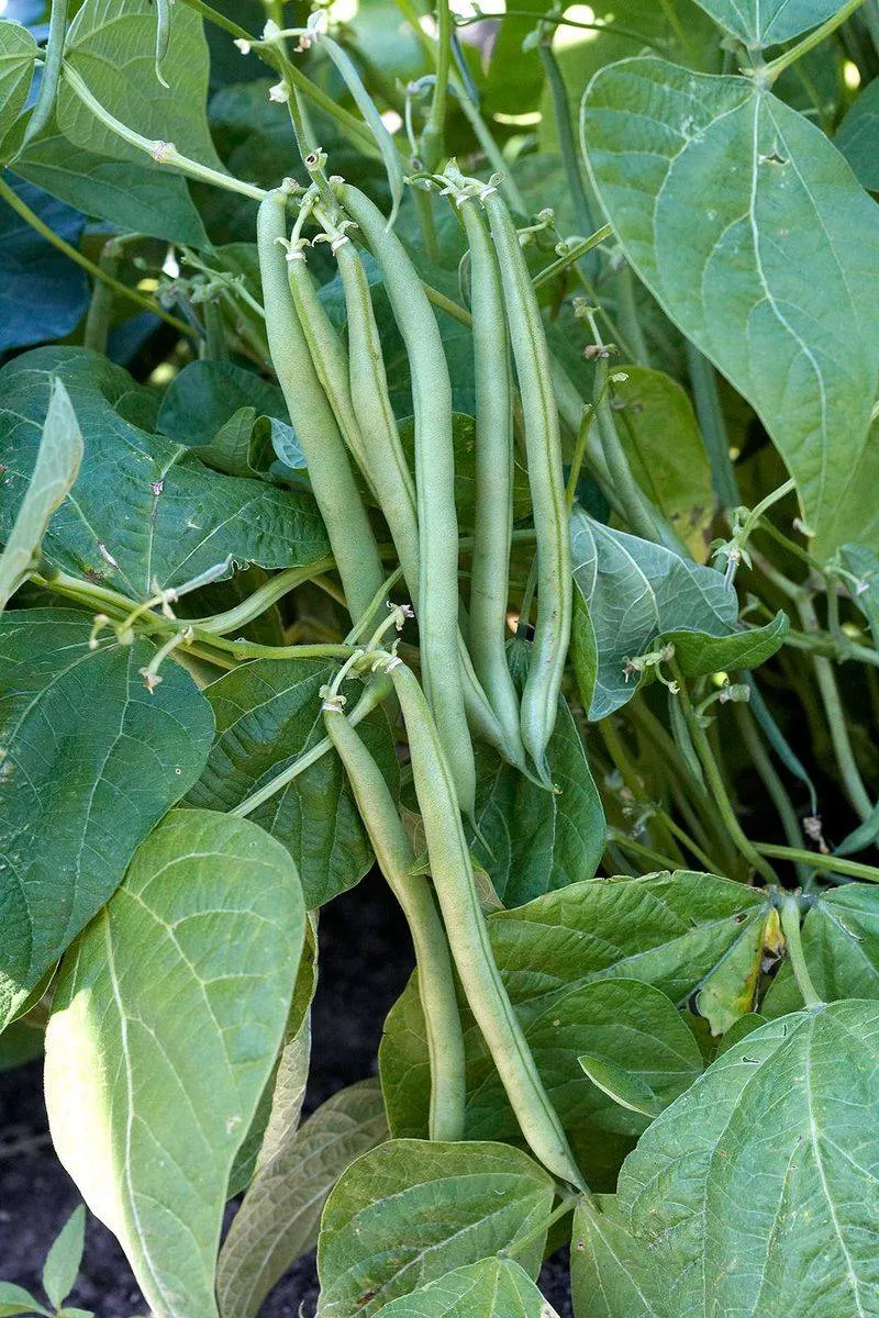 Green Beans