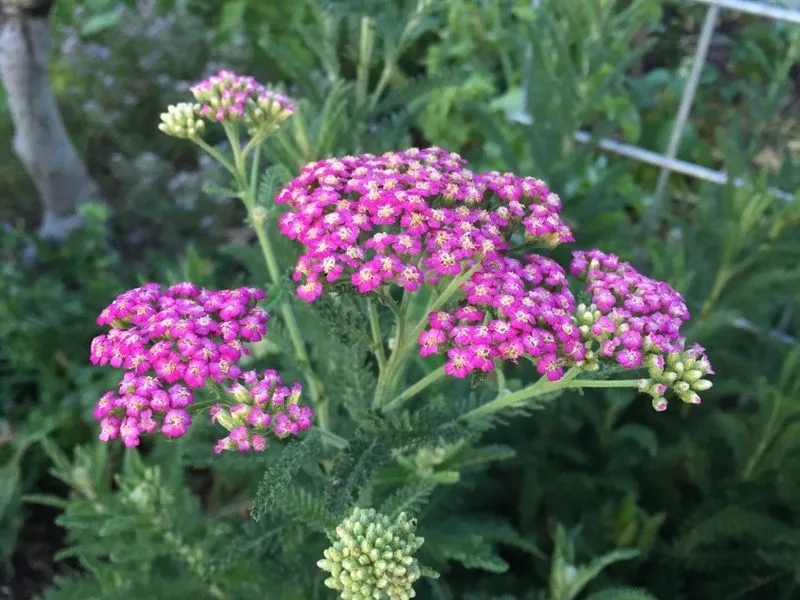 Yarrow
