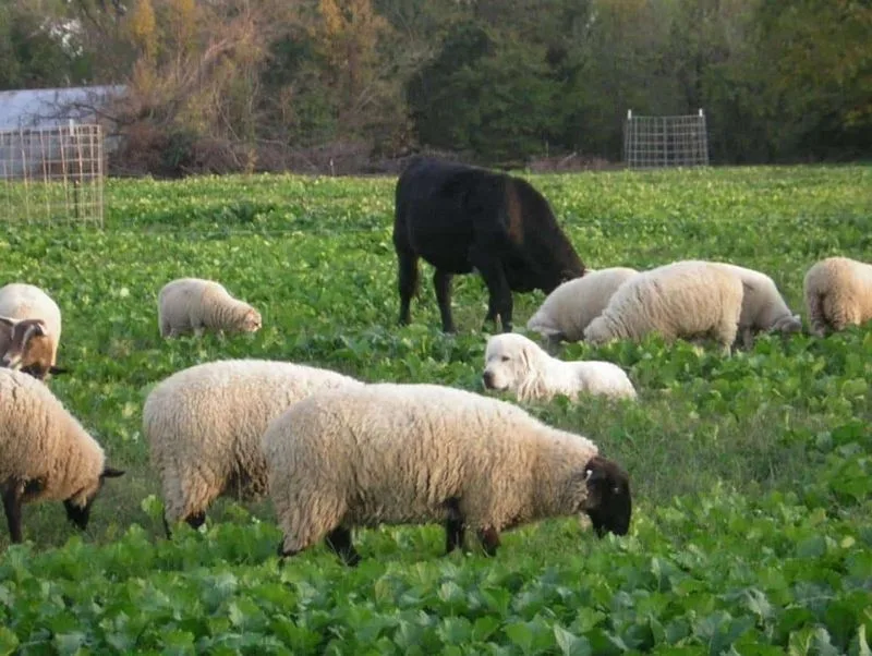 Method 5: Grazing with Animals