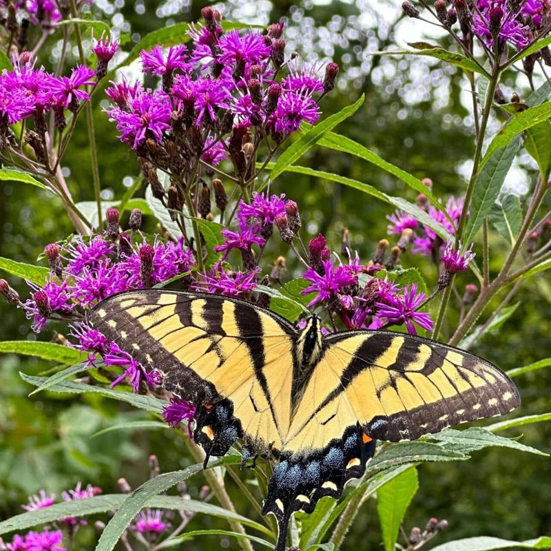 Ironweed