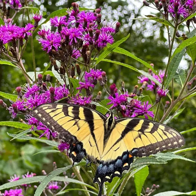 Ironweed