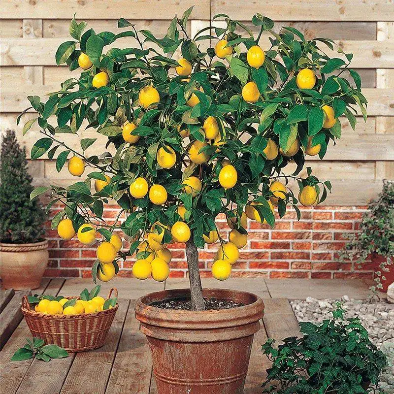 Meyer Lemon Tree