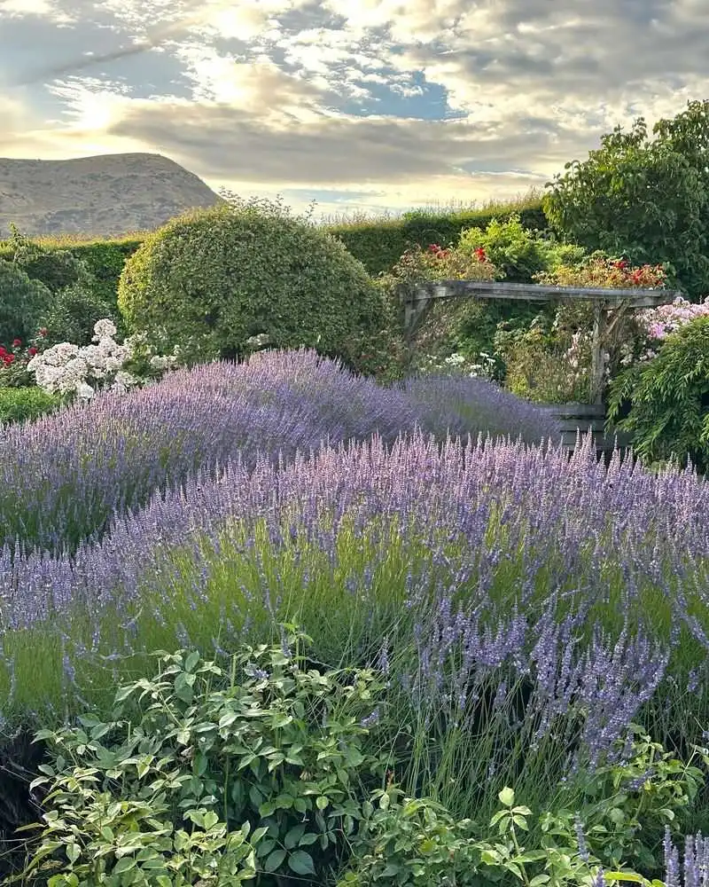 Midday Marvel: Lavender