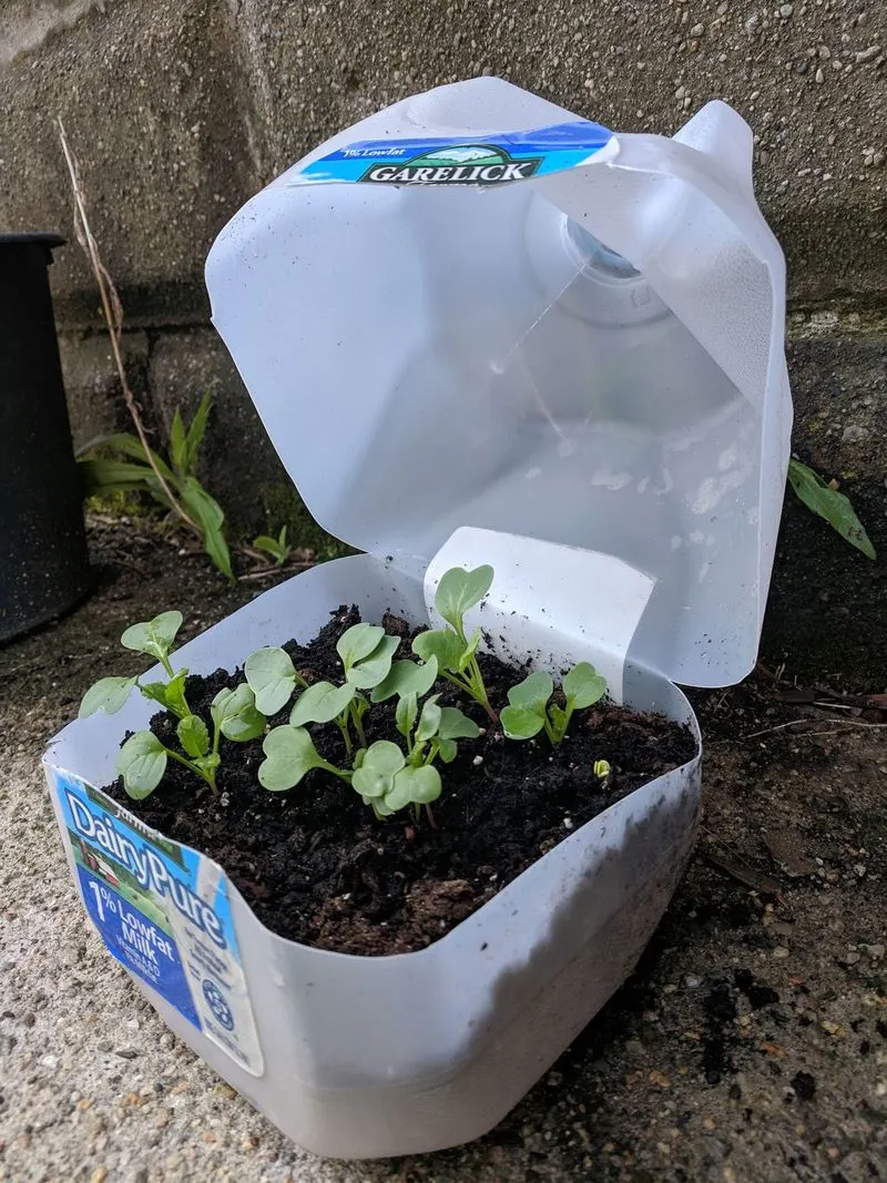 Milk Jugs