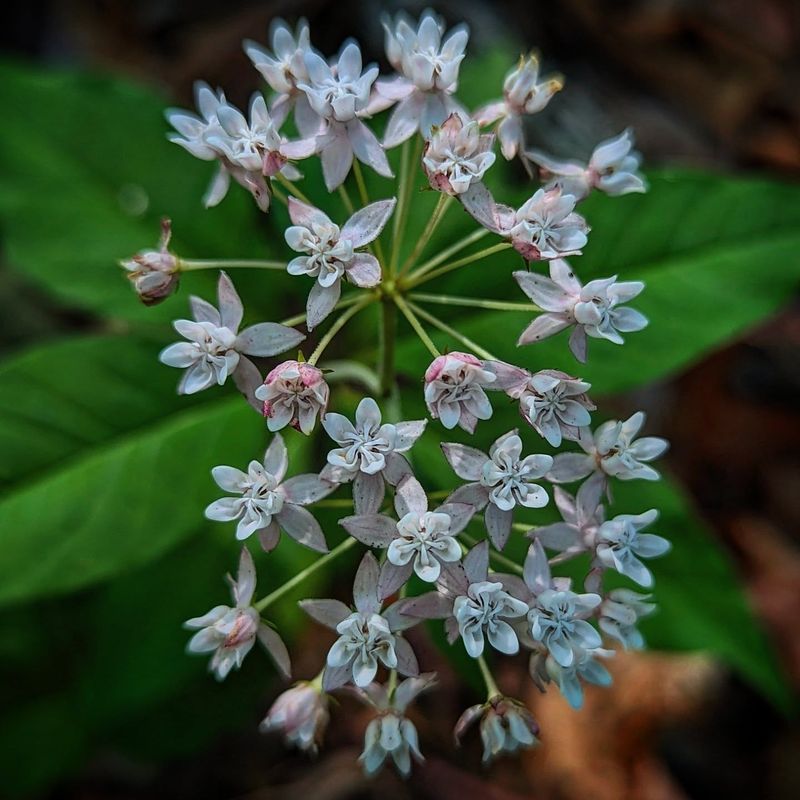 Milkweed