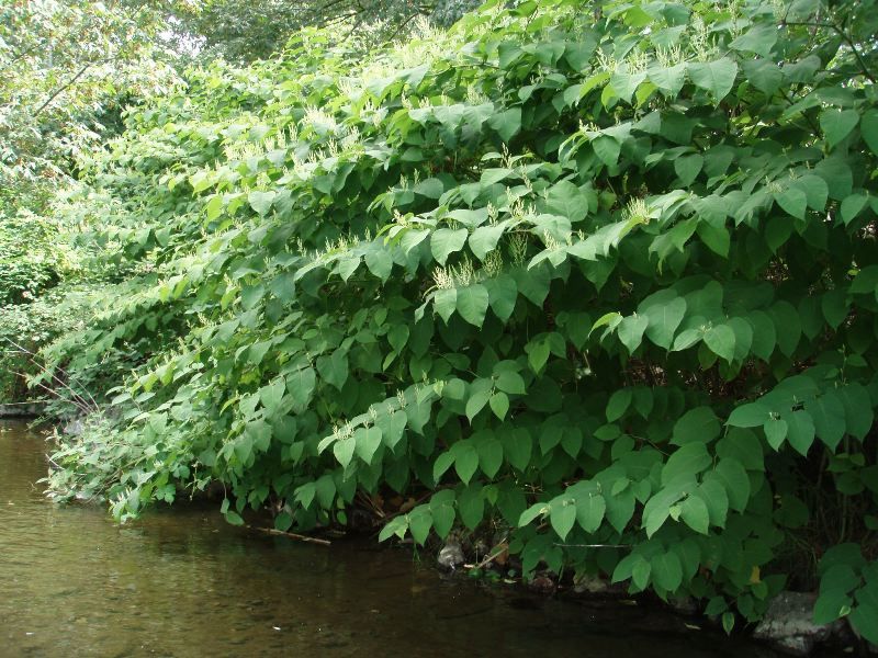 Japanese Knotweed