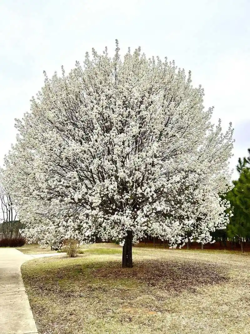Callery Pear