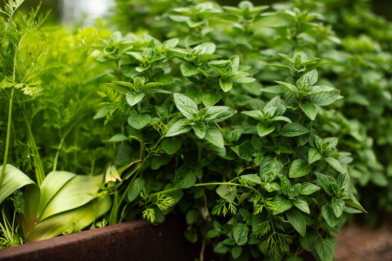 Oregano