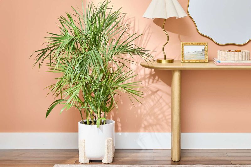Bamboo Palm