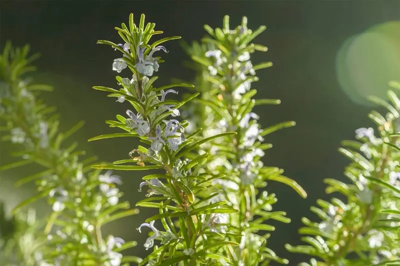 Rosemary
