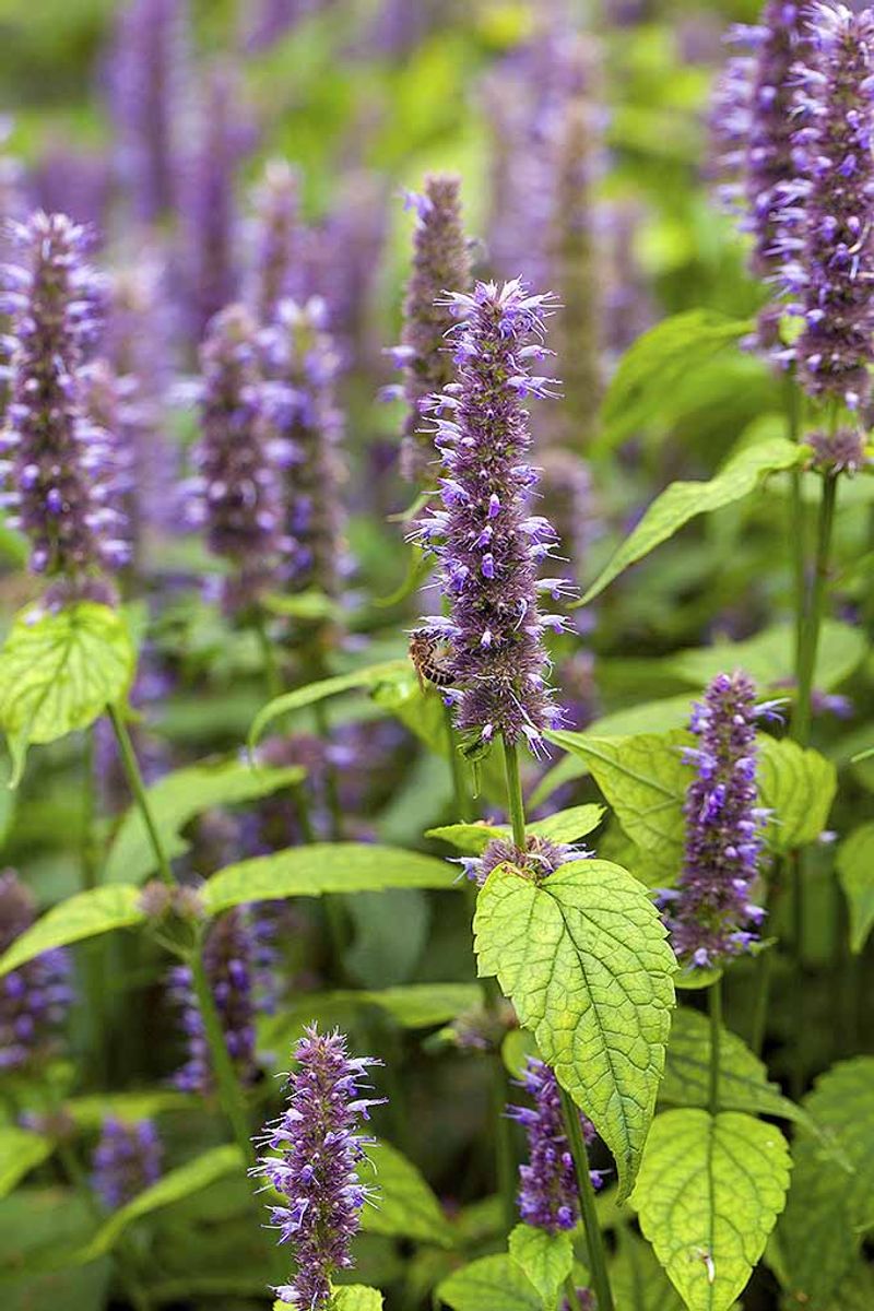 Anise Hyssop