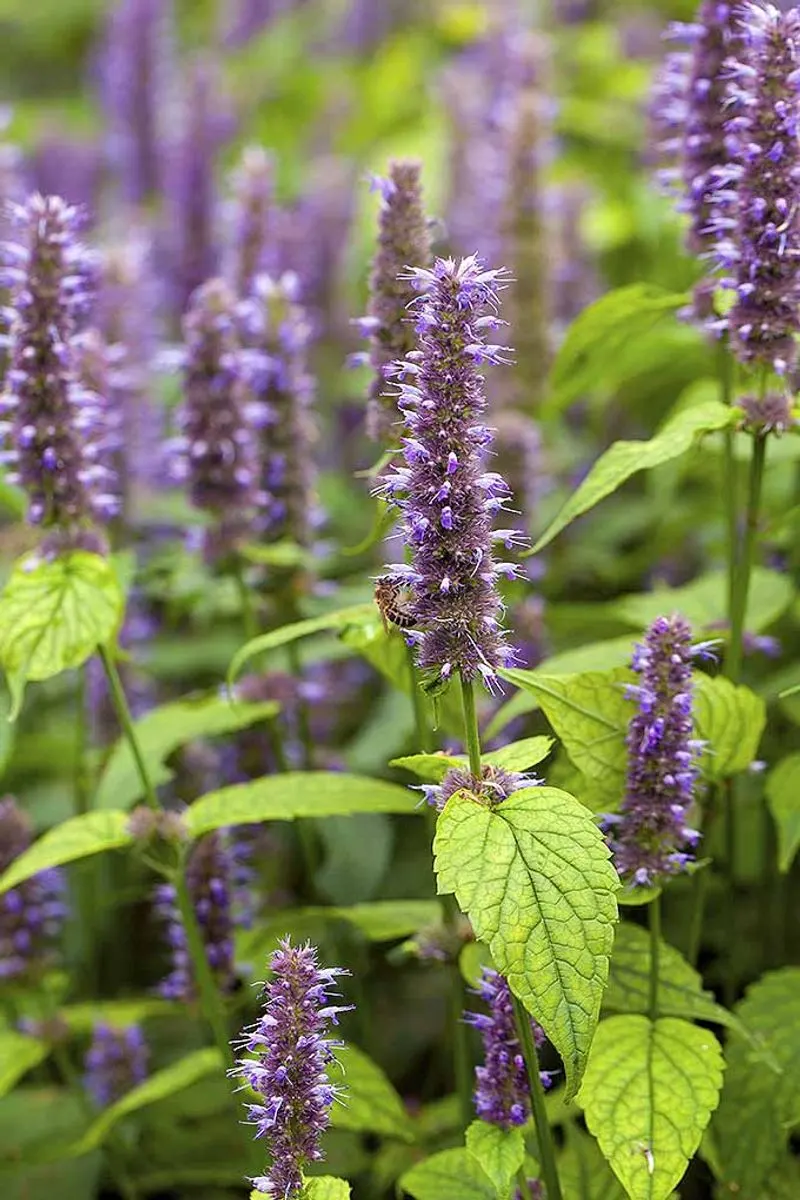 Anise Hyssop