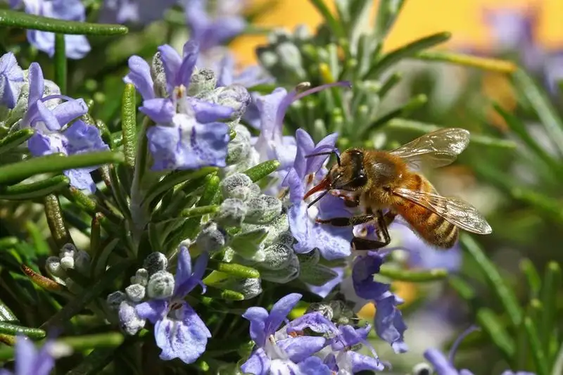 Rosemary