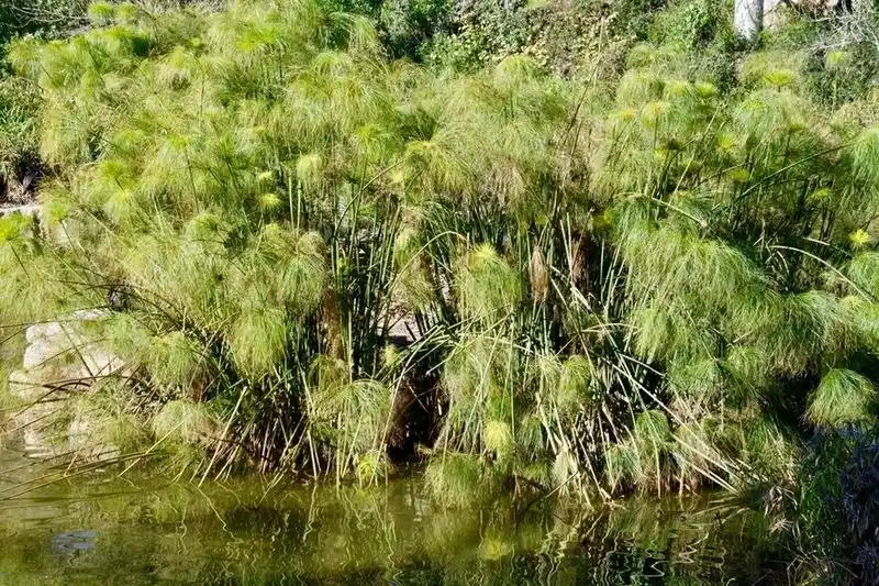 Reed