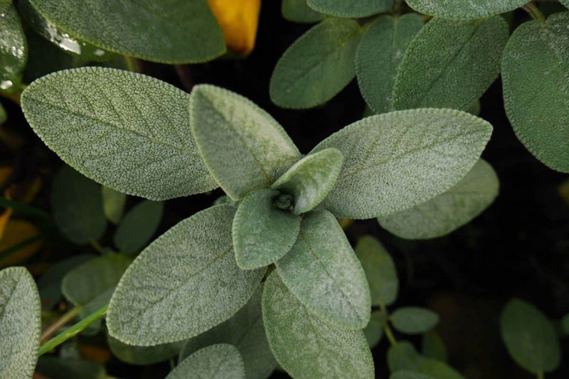 Sage