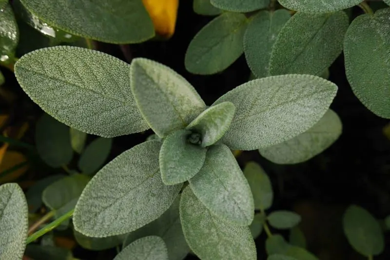 Sage