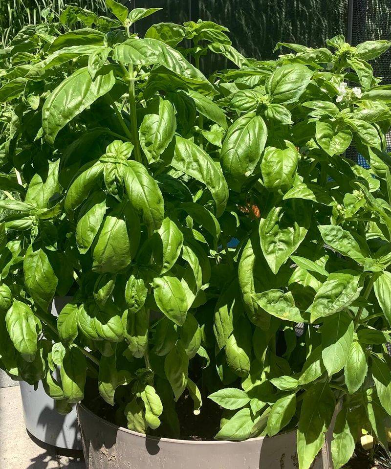 Basil