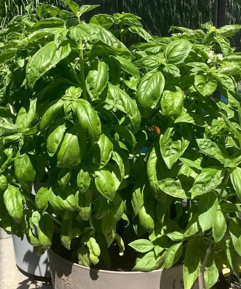 Basil