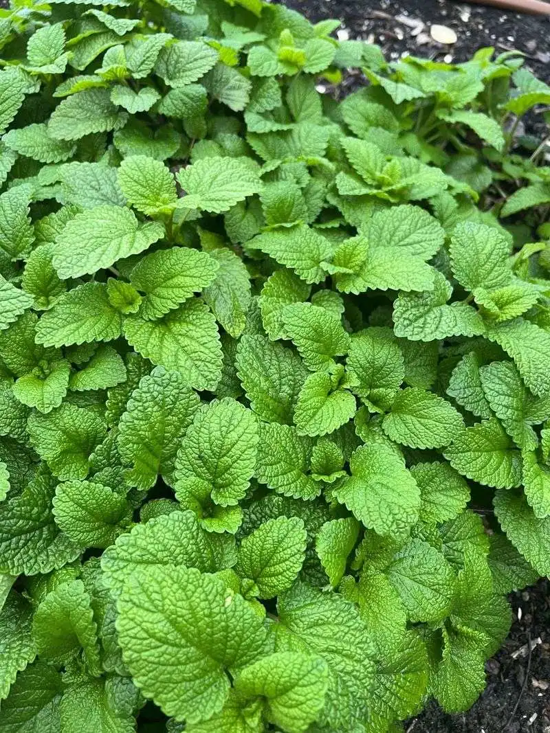 Lemon Balm