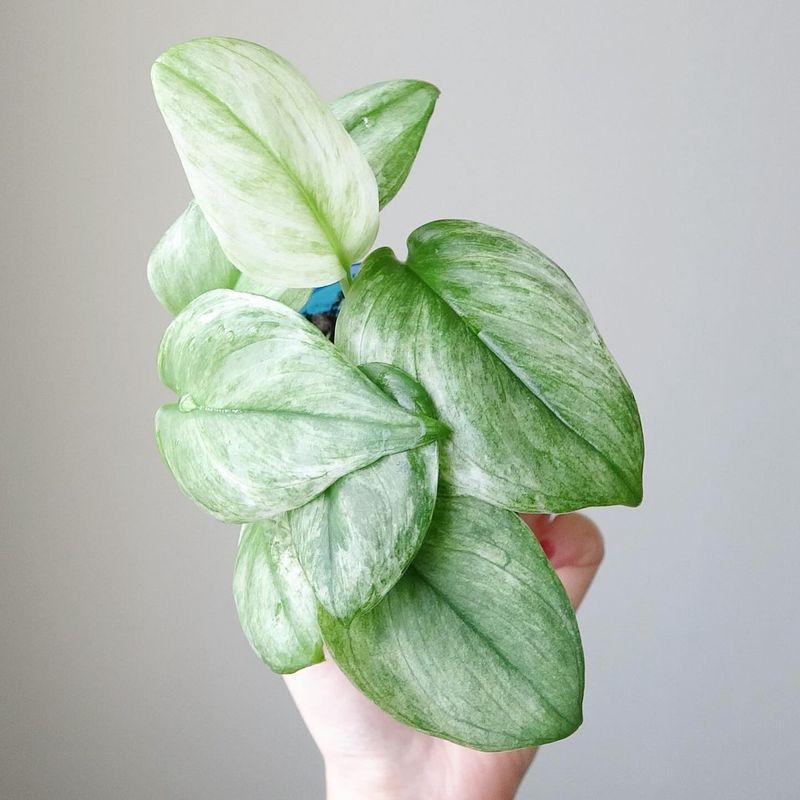 Mint