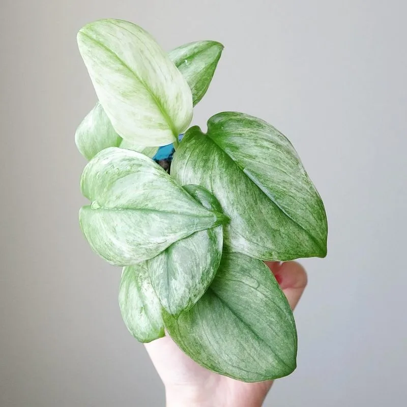 Mint