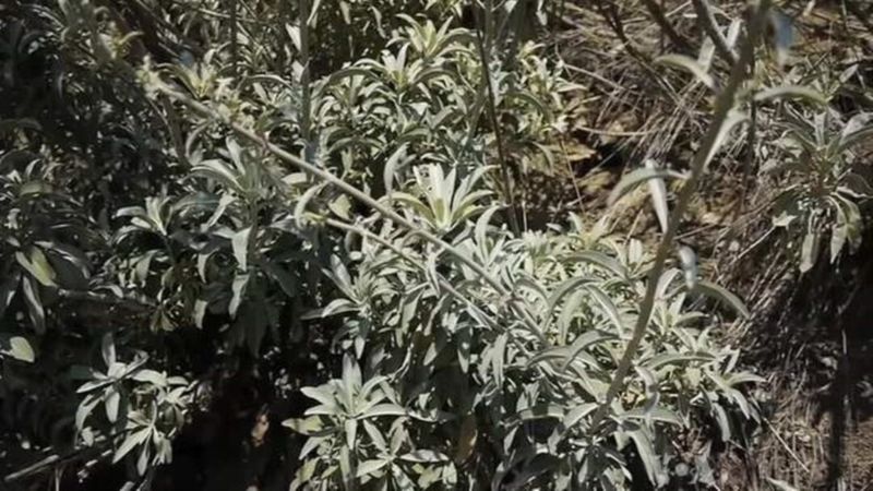 Sage