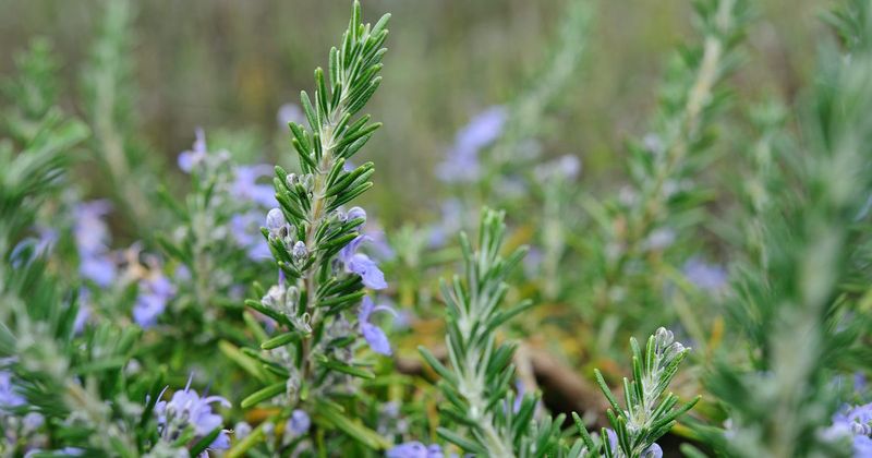 Rosemary