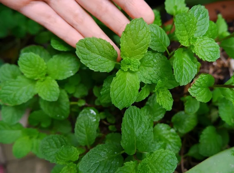 Mint Patches