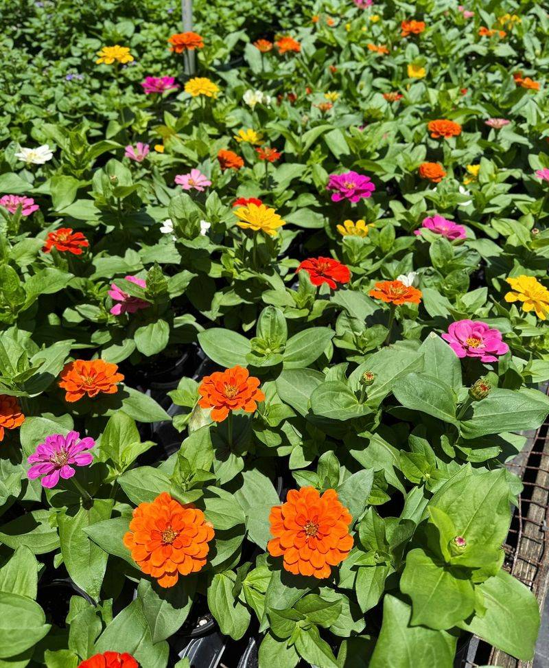 Mint and Zinnias